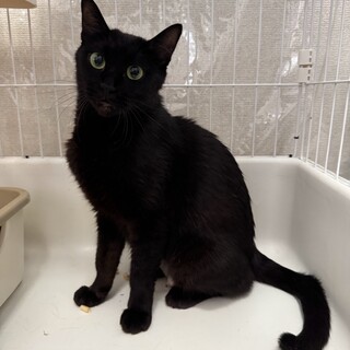 黒猫　1歳　女の子　カカオちゃん