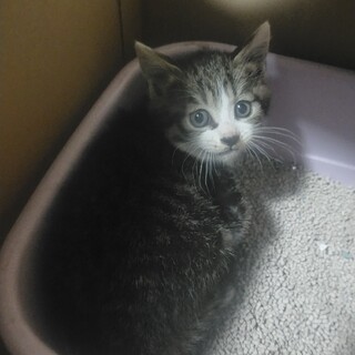 子ネコの里親募集