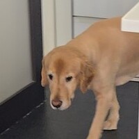 エル