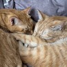 だんねくる