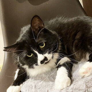 黒白長毛猫♂テルくん4歳