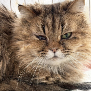 ちよこ約5〜7歳♀ゴールデンのチンチラ