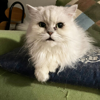 しろたえ約5〜7歳♀チンチラシルバー