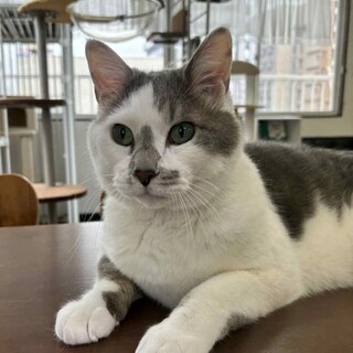 グレー白　はまち君　里親様募集中☆彡
