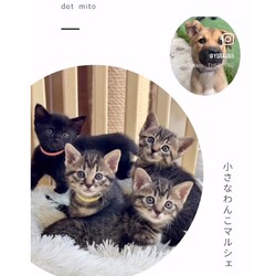 小さな　わんこ　マルシェ