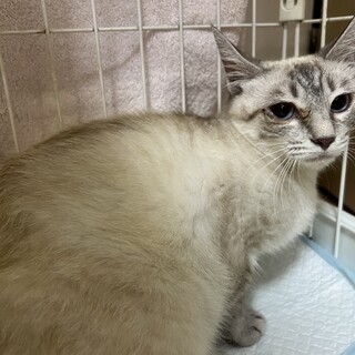 シャムMIXなめこちゃん