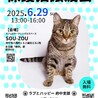 人慣れしてきた♀茶白猫さくらこ約3歳 サムネイル7