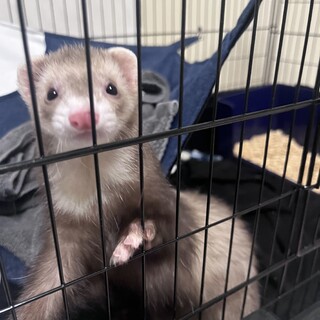 フェレットちゃん里親募集 八王子