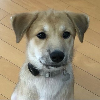 “コアラ” 女の子