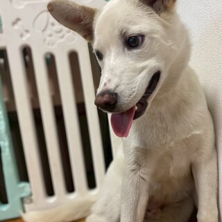 愛くるしい大吉のずっとのお家を探しています