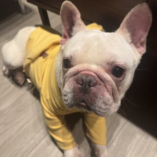 フレンチブルドック〈ハニーパイド〉