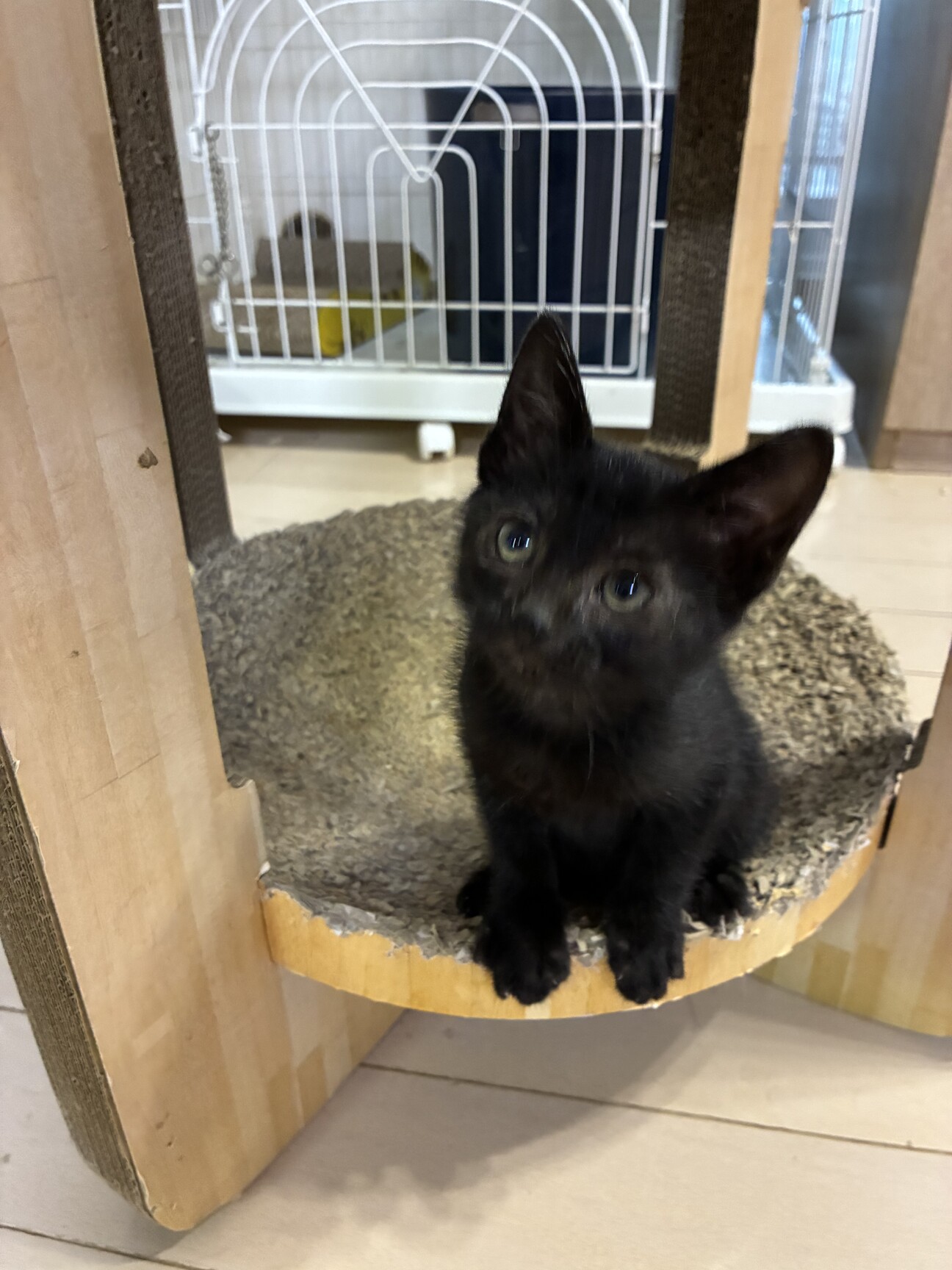 ちびねこ 直接受け渡し ちはこ🐈飼ってない猫との攻防 on X: 