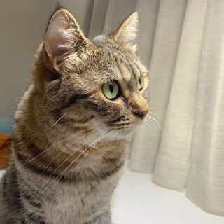 とても人懐こいでお喋り屋さんのトトちゃん