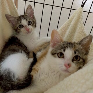 6/22(日)子猫まつりちびずお見合い会参加猫三毛