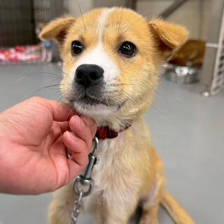 かわいい子犬　ぶとくん　2ヶ月半
