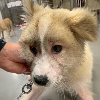 【相談中】かわいい子犬　ひついしくん　2ヶ月半