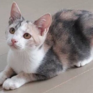 ８月２４日譲渡会参加、怖がりなしぇりちゃん