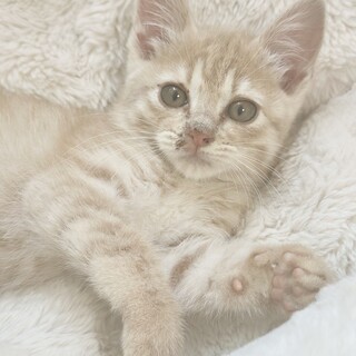 珍しい！薄茶トラの女の子♡チャイちゃん！