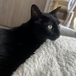 甘えん坊な黒猫（♂）9歳