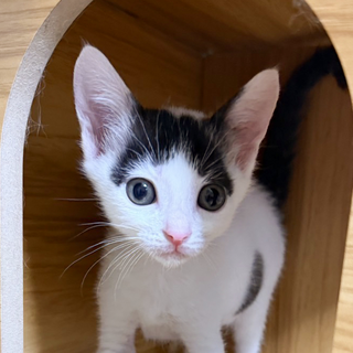 とっても人懐っこい子★ムク