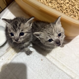 子猫の里親募集！