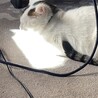 里親募集 サムネイル2