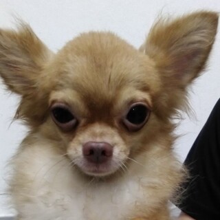 チワワのロッキー、大人しい男の子