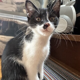 子猫の里親さん募集