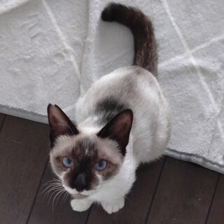 【8/3大崎】綺麗なアクアブルーの瞳✦ペア募集