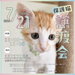 保護猫譲渡会（予約不要）