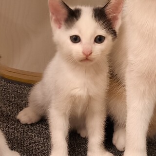 2カ月の甘えた上手の白黒ちゃん
