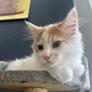 早期去勢済み！ベタ慣れの茶白のハン君❤︎3ヶ月