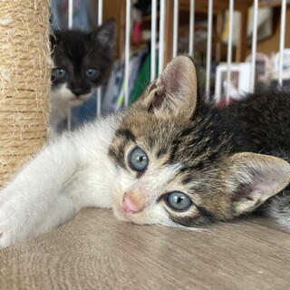 子猫  兄弟 5匹 離乳済  茨城県つくば市