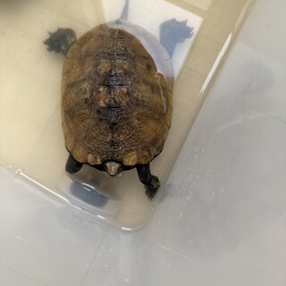 ニホンイシガメ