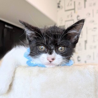 【6/21東銀座】ジンくん★2ヵ月半♪