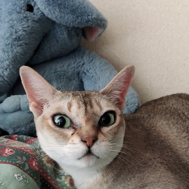 Cinna_DDのカバー写真