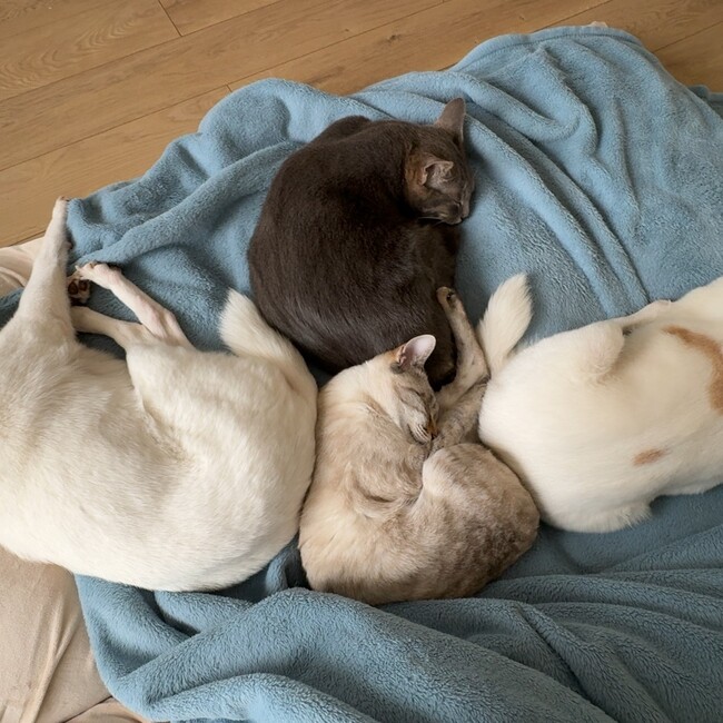 siroroのカバー写真