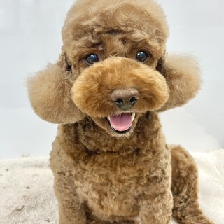 トイプードル♀(6歳)ジ」栃木県 - 犬の里親募集(517722) 1枚目の