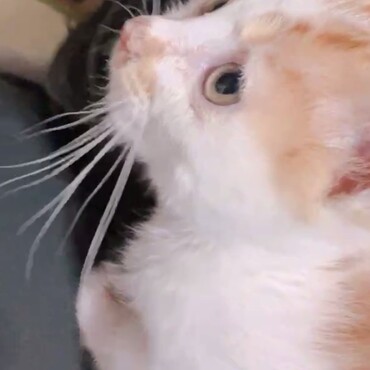 かわいいひなちゃんです！