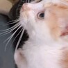 かわいいひなちゃんです！