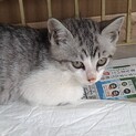 生後2ヶ月 子猫 運動神経抜群 美人さん！