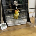 シロハラインコ里親募集　譲渡完了