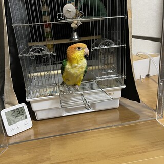 シロハラインコ里親募集　譲渡完了