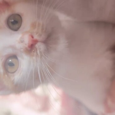 ひなの写真