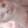 の写真