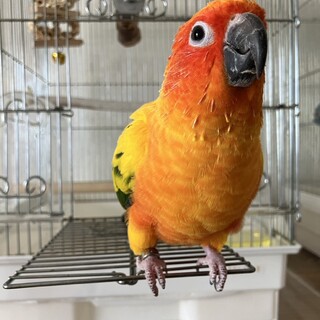 コガネメキシコインコ里親募集