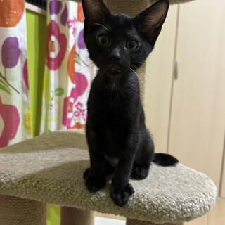 2ヶ月可愛い黒猫姉妹①