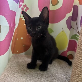 2ヶ月可愛い黒猫姉妹②