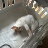 この寝る向きは初めて見ました☺️
