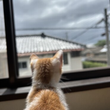 ひなの写真